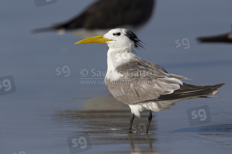 Greater Crested Tern