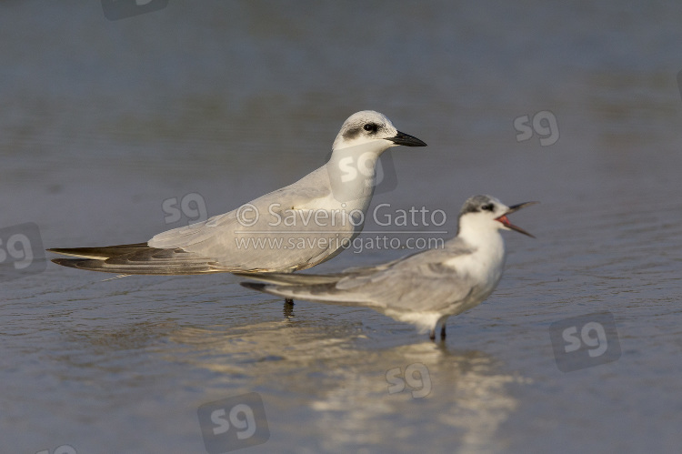 Gull-billed Tern