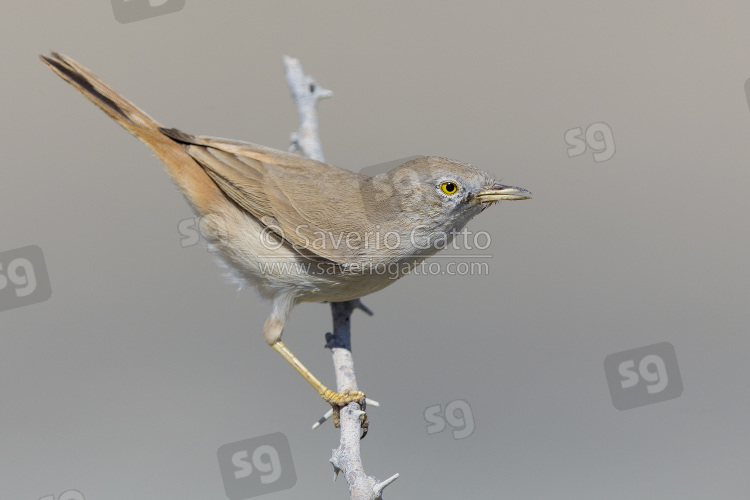 Asian Desert Warbler