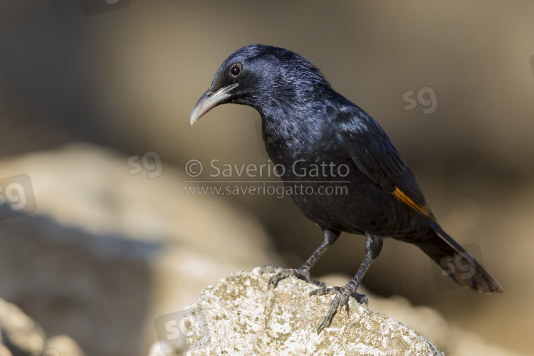 Tristram's Starling