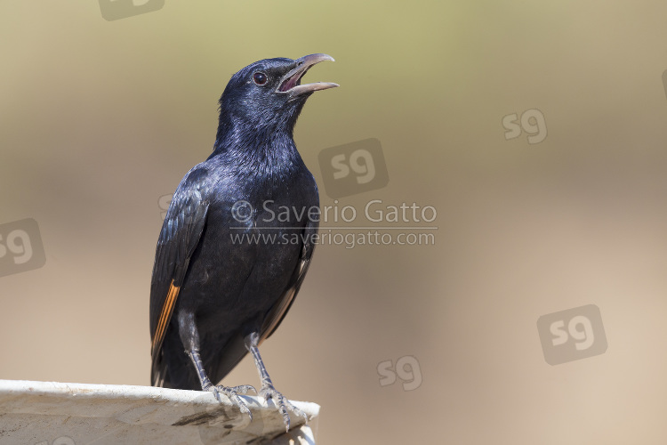 Tristram's Starling