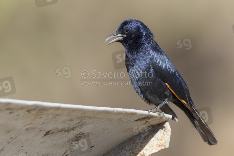 Tristram's Starling