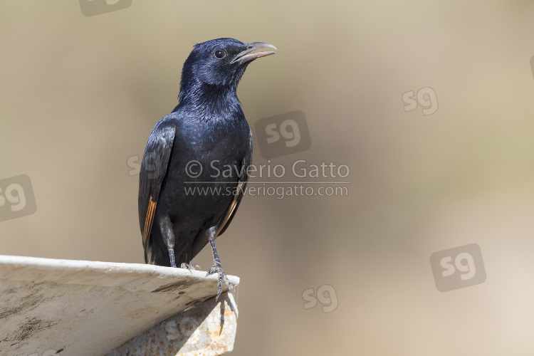 Tristram's Starling