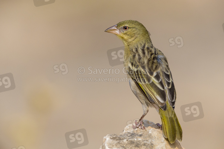 Ruppell's Weaver