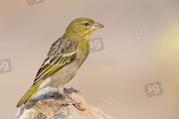 Ruppell's Weaver