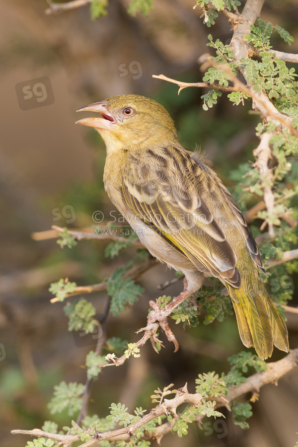 Ruppell's Weaver