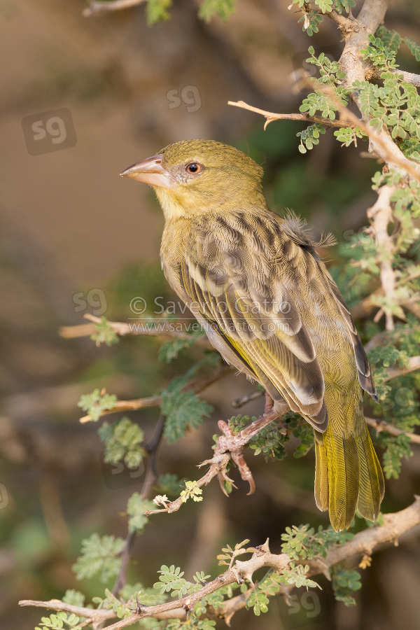 Ruppell's Weaver