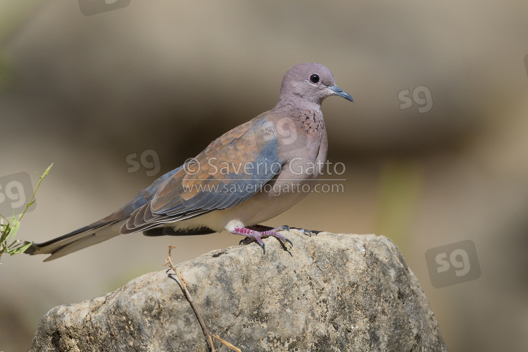 Laughing Dove