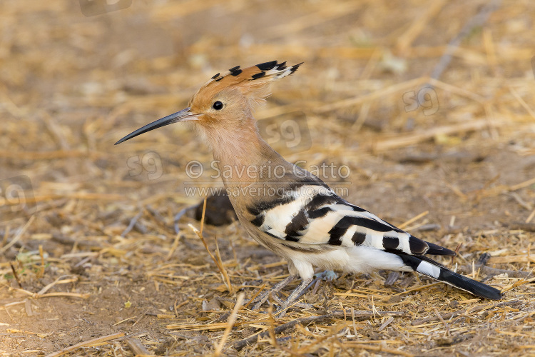 Eurasian Hoopoe