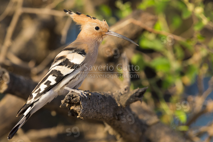 Eurasian Hoopoe