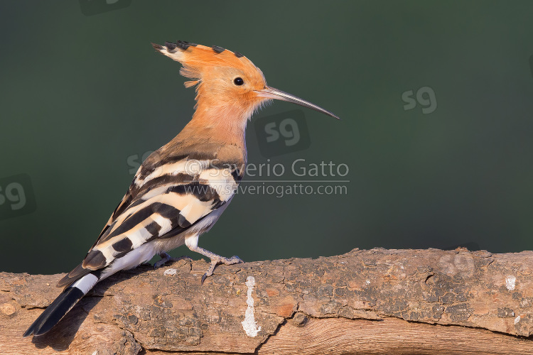 Eurasian Hoopoe