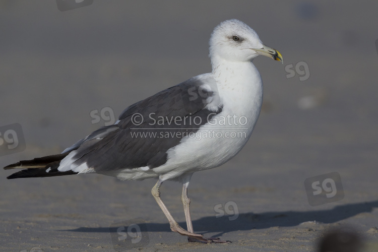 Heuglin's Gull