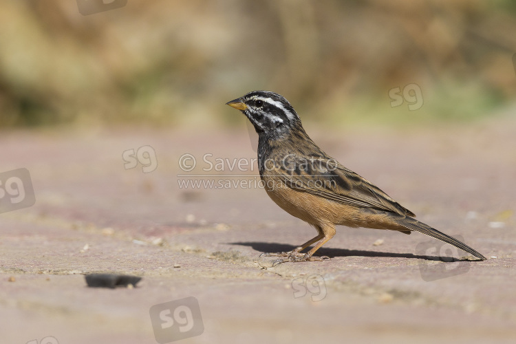 Cinnamon-breasted Bunting