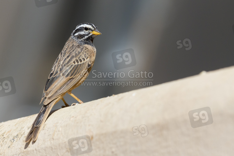 Cinnamon-breasted Bunting