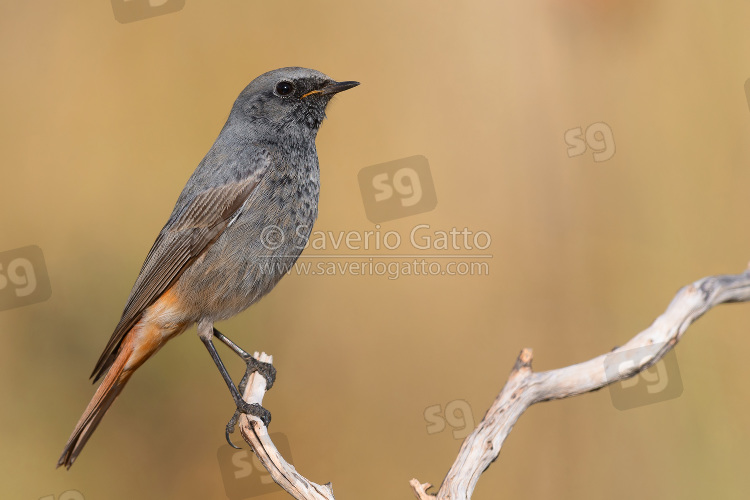 Black Redstart