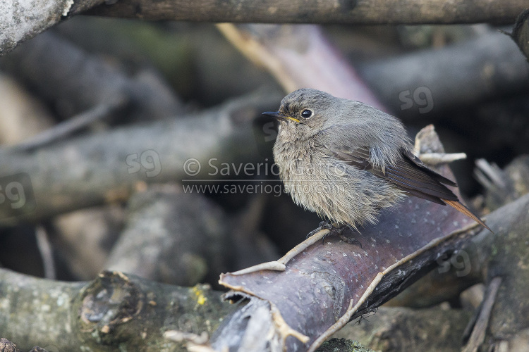 Black Redstart