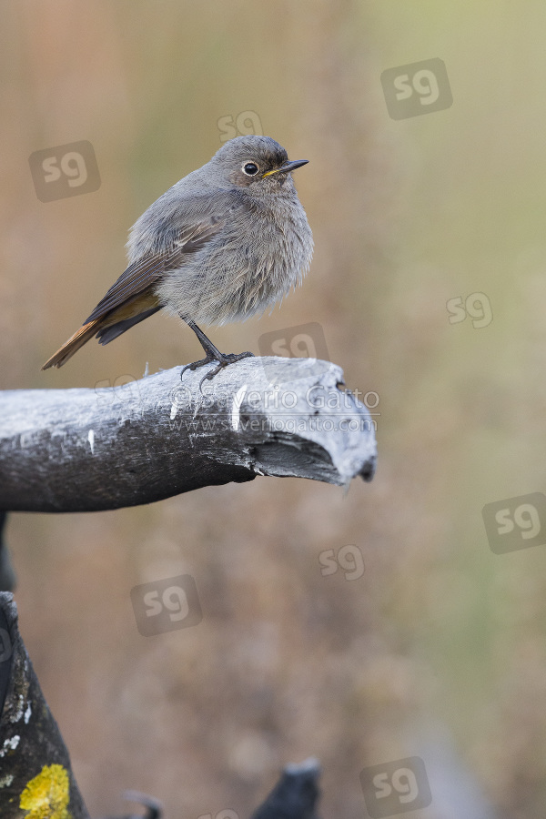 Black Redstart