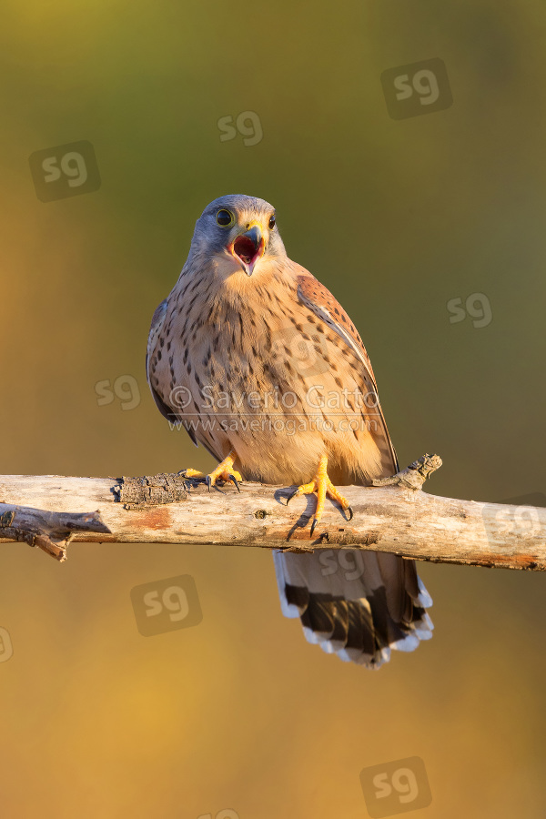 Common Kestrel