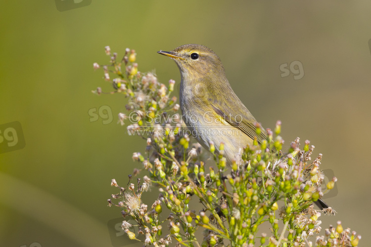 Common Chiffchaff