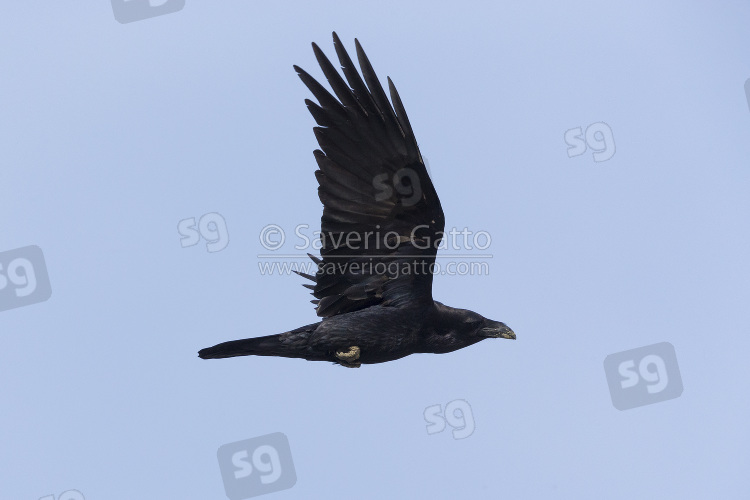 Northern Raven