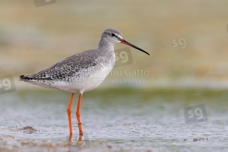 Spotted Redshank