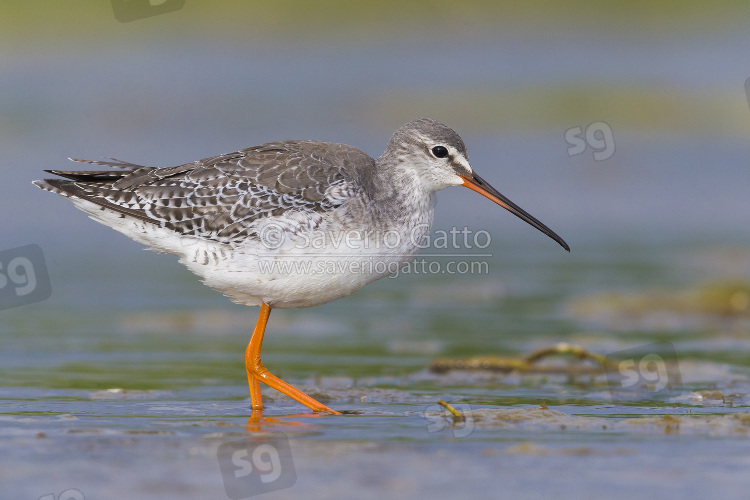 Spotted Redshank