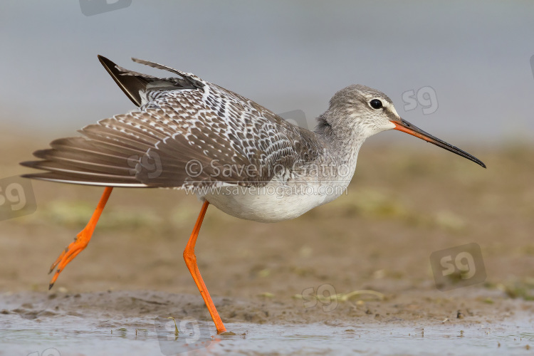 Spotted Redshank