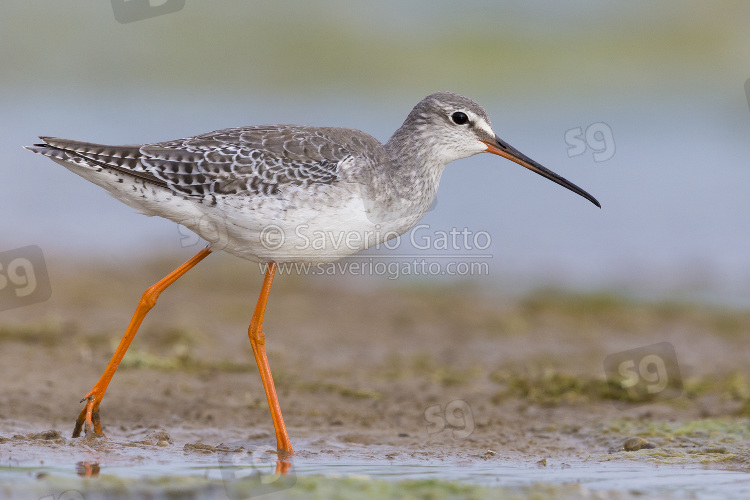 Spotted Redshank