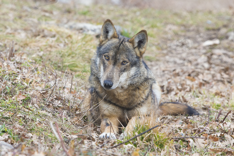 Italian Wolf