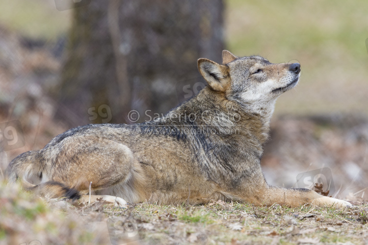 Italian Wolf