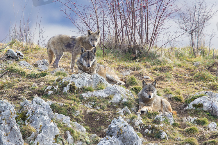 Italian Wolves