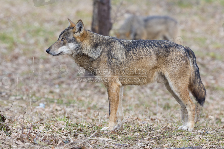 Italian Wolf