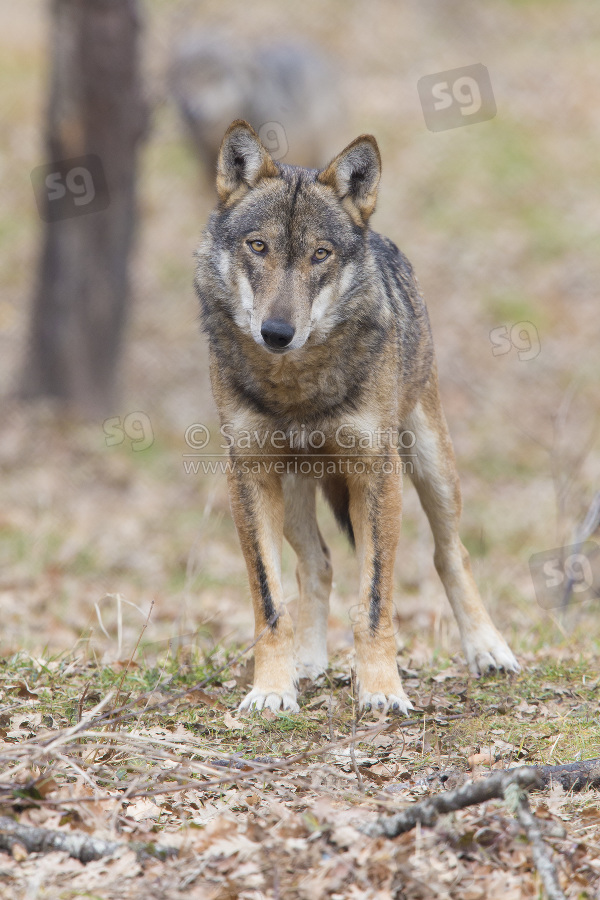 Italian Wolf