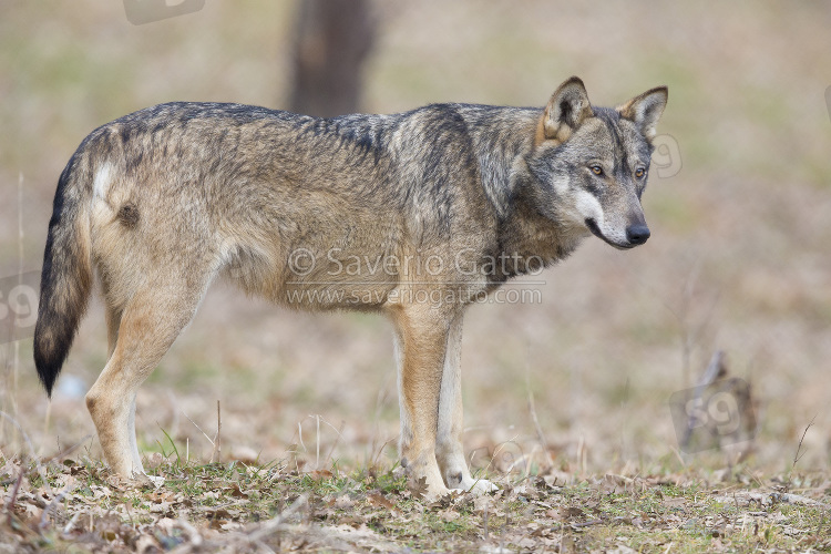 Italian Wolf