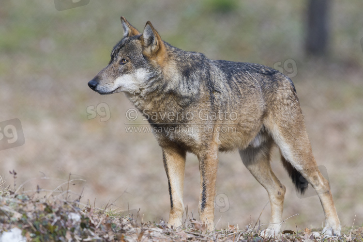 Italian Wolf