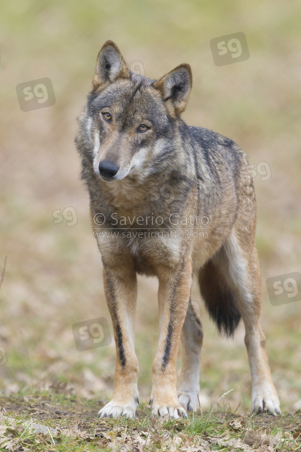 Italian Wolf