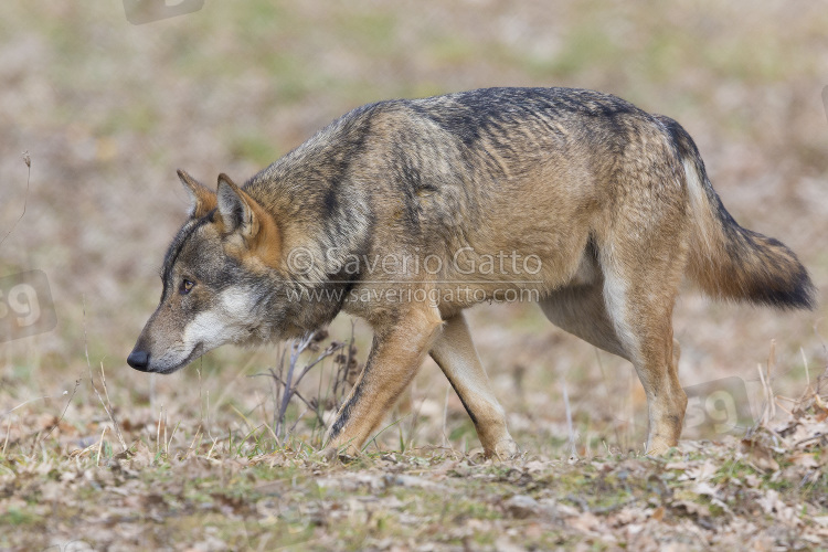 Italian Wolf