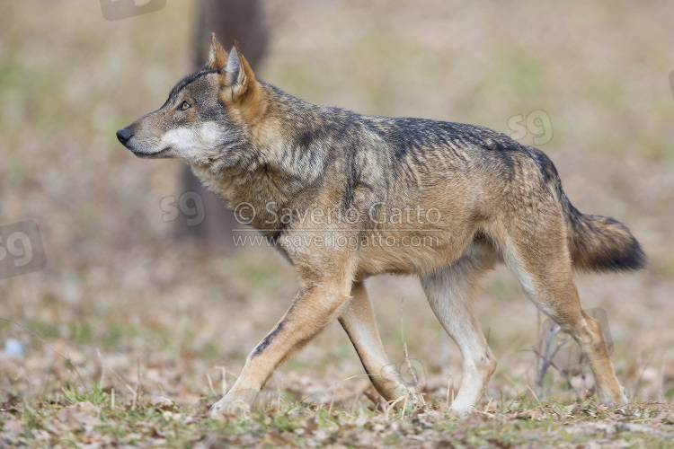 Italian Wolf