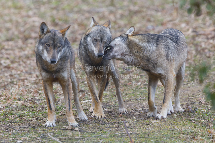 Italian Wolves