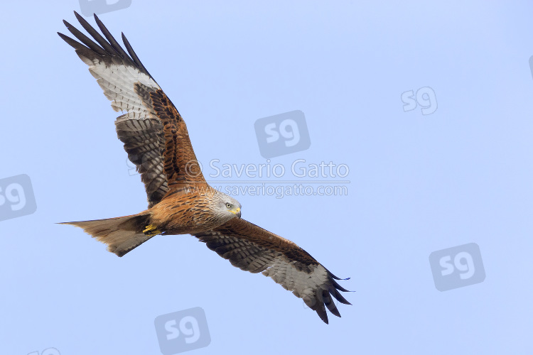 Red Kite