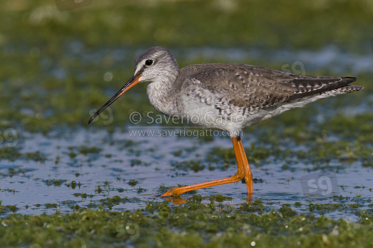 Spotted Redshank