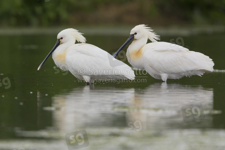 Eurasian Spoonbill