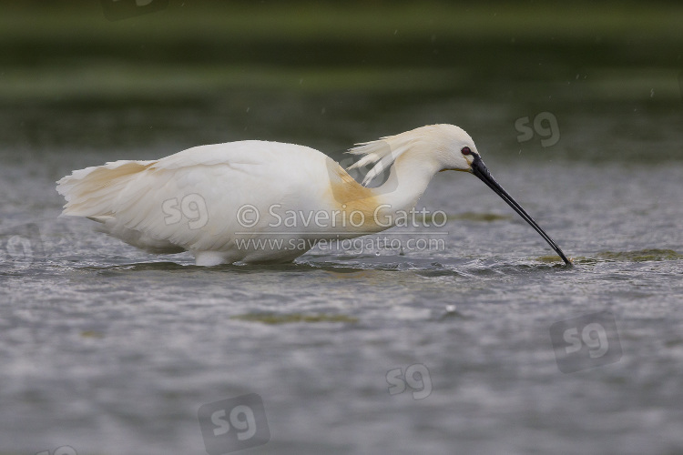 Eurasian Spoonbill