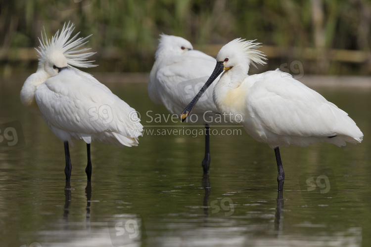 Eurasian Spoonbill