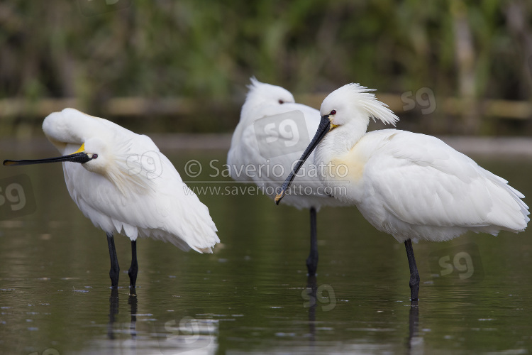 Eurasian Spoonbill