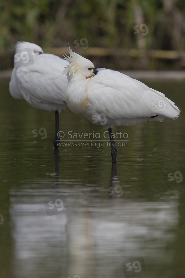 Eurasian Spoonbill