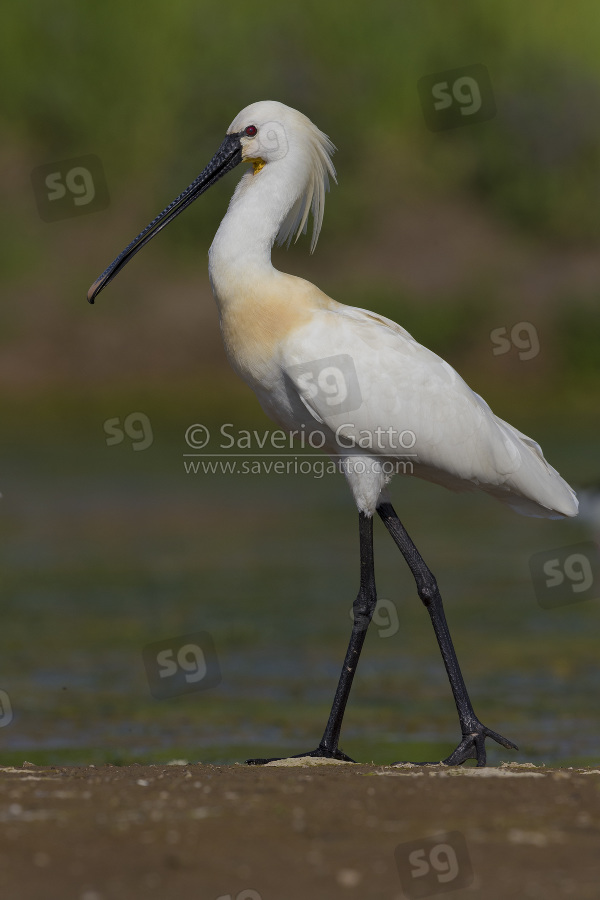 Eurasian Spoonbill