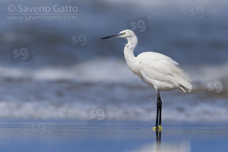 Little Egret