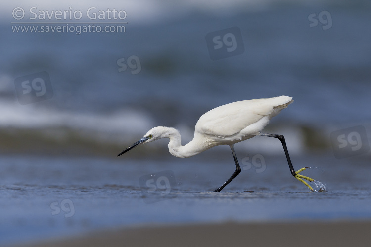 Little Egret