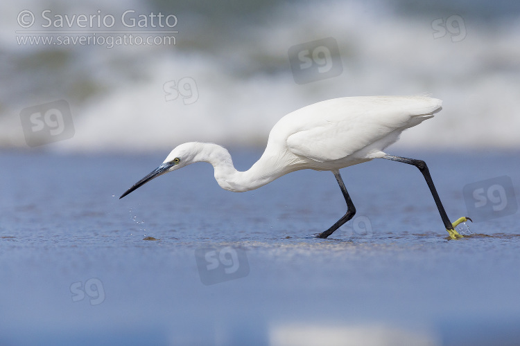 Little Egret